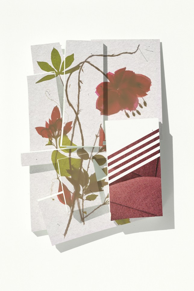 Blutiger Rosentulip, Print auf Barytpapier, Goldrahmen, Glas entspiegelt, 60 x 80 cm, 2021, Auflage 5